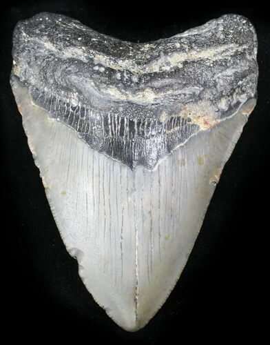 Bargain Megalodon Tooth - North Carolina #26015